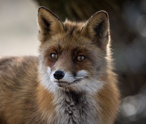 Preview wallpaper fox, predator, animal, fluffy