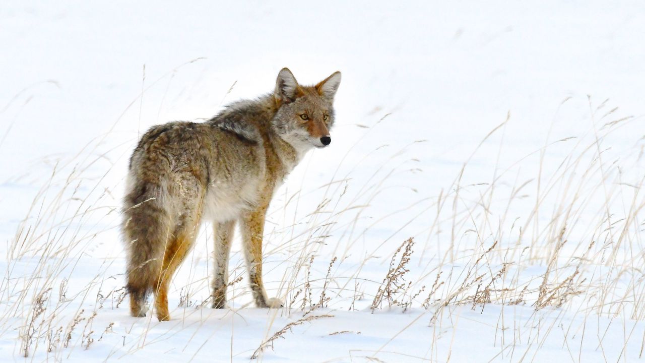 Wallpaper fox, predator, animal, furry, snow
