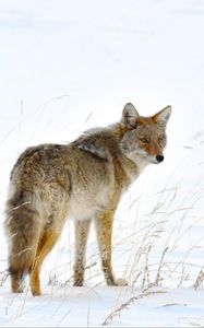 Preview wallpaper fox, predator, animal, furry, snow