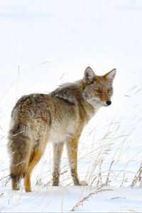 Preview wallpaper fox, predator, animal, furry, snow