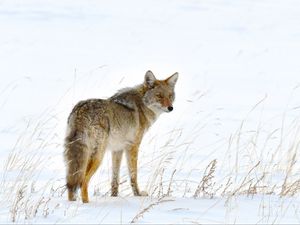 Preview wallpaper fox, predator, animal, furry, snow