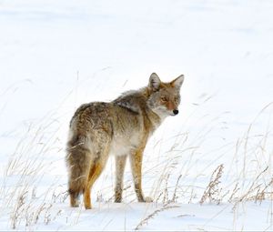 Preview wallpaper fox, predator, animal, furry, snow