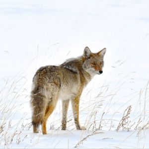 Preview wallpaper fox, predator, animal, furry, snow
