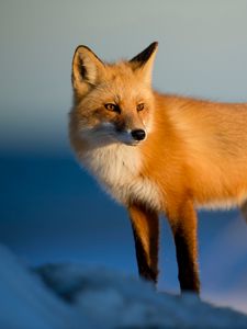 Preview wallpaper fox, predator, animal, glance, snow
