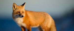 Preview wallpaper fox, predator, animal, glance, snow