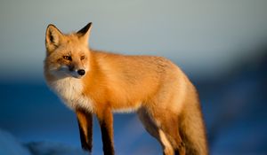 Preview wallpaper fox, predator, animal, glance, snow