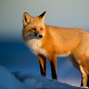 Preview wallpaper fox, predator, animal, glance, snow