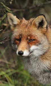 Preview wallpaper fox, predator, animal, glance, wildlife