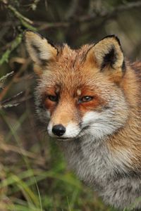 Preview wallpaper fox, predator, animal, glance, wildlife