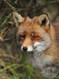 Preview wallpaper fox, predator, animal, glance, wildlife