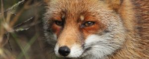 Preview wallpaper fox, predator, animal, glance, wildlife