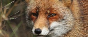 Preview wallpaper fox, predator, animal, glance, wildlife