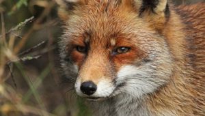 Preview wallpaper fox, predator, animal, glance, wildlife