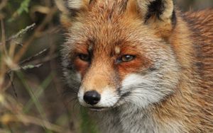 Preview wallpaper fox, predator, animal, glance, wildlife