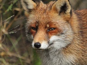 Preview wallpaper fox, predator, animal, glance, wildlife