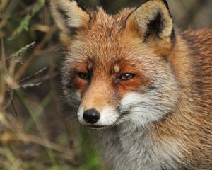 Preview wallpaper fox, predator, animal, glance, wildlife