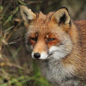 Preview wallpaper fox, predator, animal, glance, wildlife