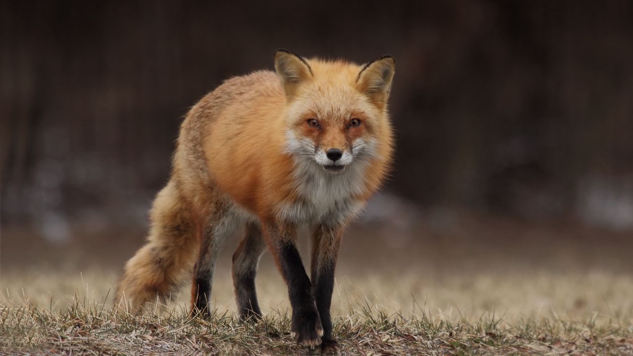 Wallpaper fox, predator, animal, blur