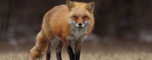 Preview wallpaper fox, predator, animal, blur