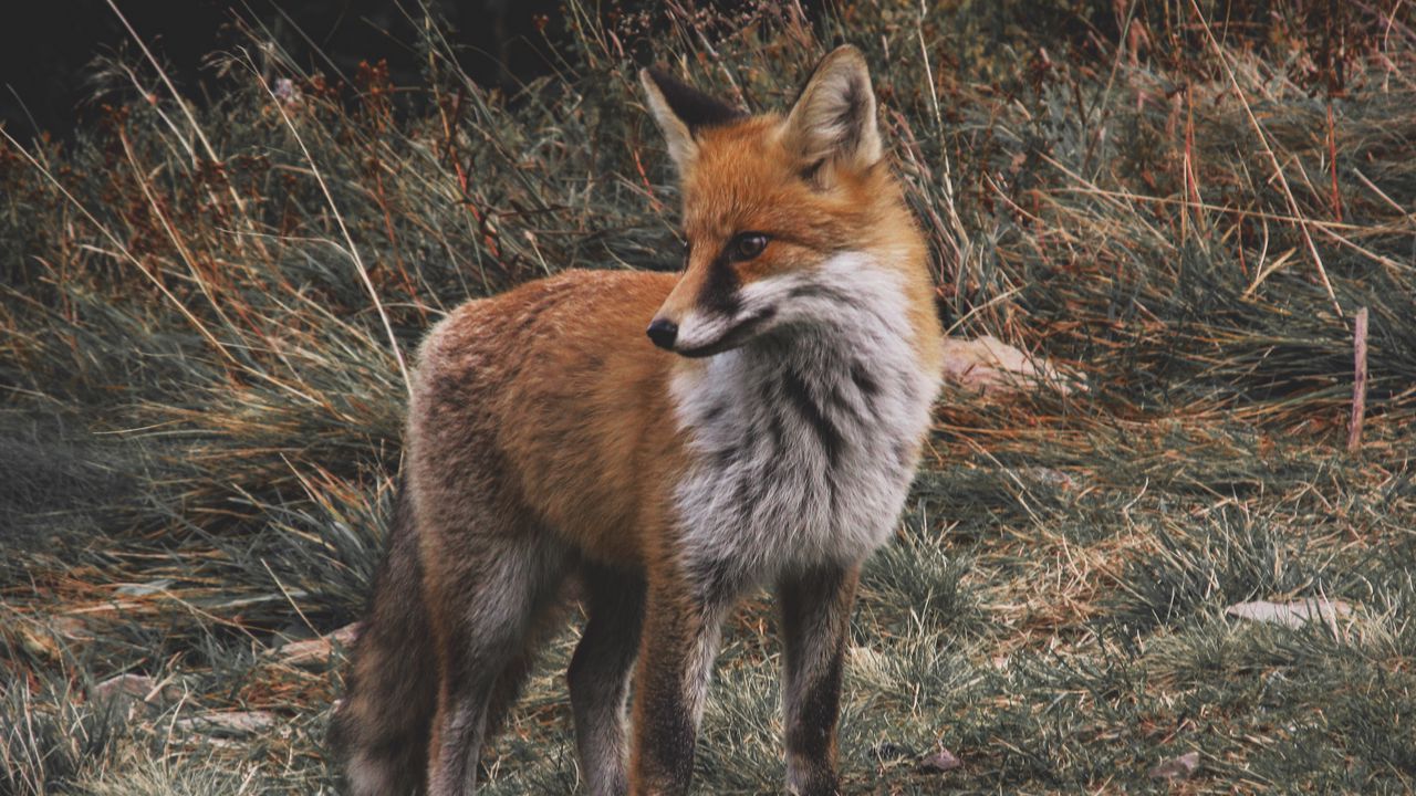 Wallpaper fox, predator, cub, grass, wildlife