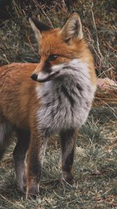 Preview wallpaper fox, predator, cub, grass, wildlife