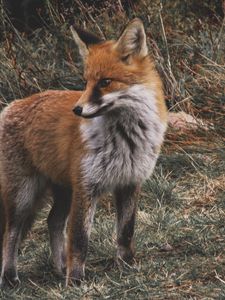 Preview wallpaper fox, predator, cub, grass, wildlife