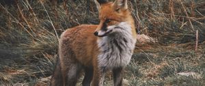 Preview wallpaper fox, predator, cub, grass, wildlife