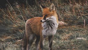Preview wallpaper fox, predator, cub, grass, wildlife