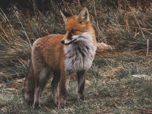 Preview wallpaper fox, predator, cub, grass, wildlife