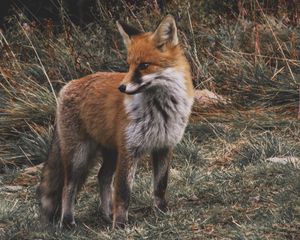 Preview wallpaper fox, predator, cub, grass, wildlife
