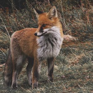 Preview wallpaper fox, predator, cub, grass, wildlife