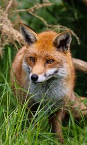 Preview wallpaper fox, predator, cute, beast