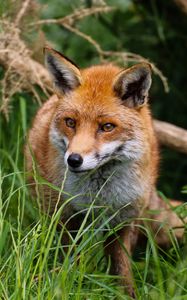 Preview wallpaper fox, predator, cute, beast
