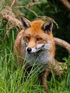 Preview wallpaper fox, predator, cute, beast