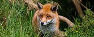Preview wallpaper fox, predator, cute, beast