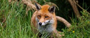 Preview wallpaper fox, predator, cute, beast