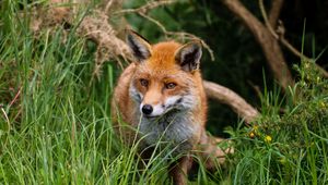 Preview wallpaper fox, predator, cute, beast
