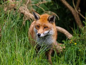 Preview wallpaper fox, predator, cute, beast