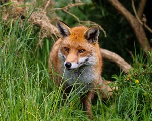 Preview wallpaper fox, predator, cute, beast