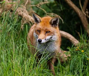 Preview wallpaper fox, predator, cute, beast