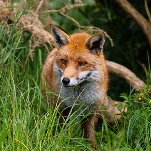 Preview wallpaper fox, predator, cute, beast