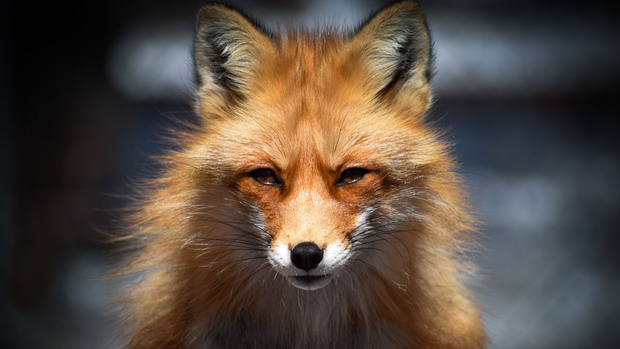 Wallpaper fox, predator, face, animal