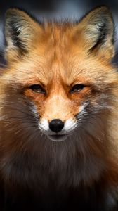 Preview wallpaper fox, predator, face, animal