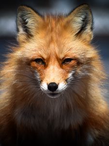 Preview wallpaper fox, predator, face, animal
