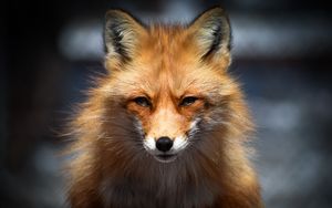 Preview wallpaper fox, predator, face, animal