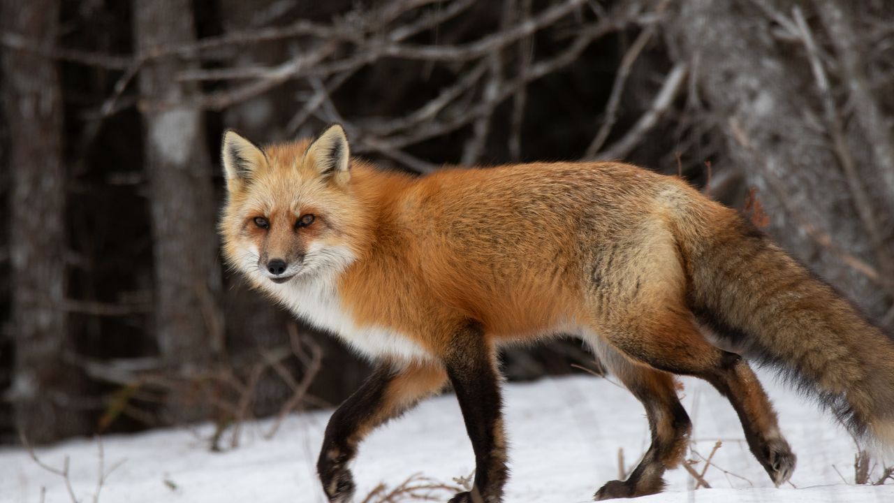 Wallpaper fox, predator, forest, snow
