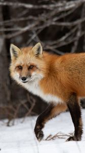 Preview wallpaper fox, predator, forest, snow