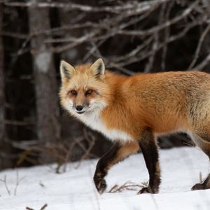 Preview wallpaper fox, predator, forest, snow