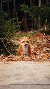 Preview wallpaper fox, predator, forest, leaves, autumn