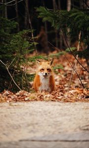 Preview wallpaper fox, predator, forest, leaves, autumn